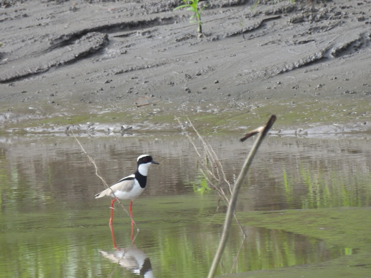 Pied Plover - ML643297090