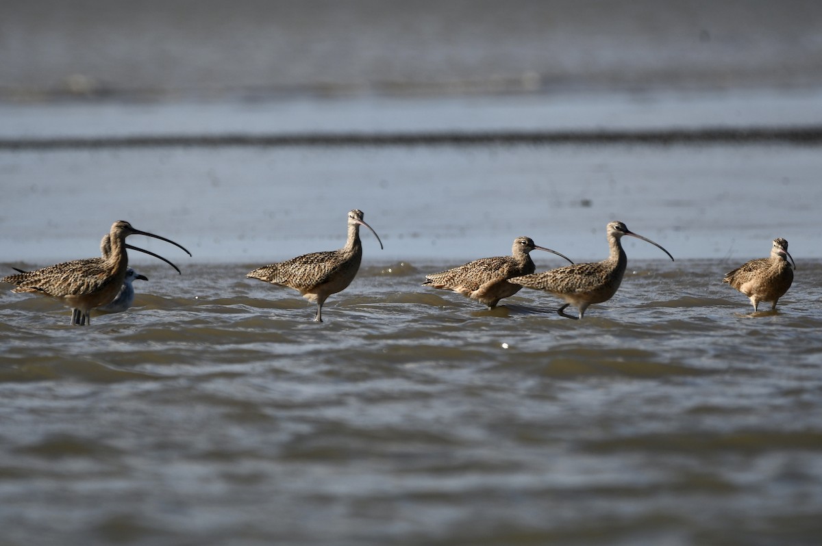 Long-billed Curlew - ML643297105