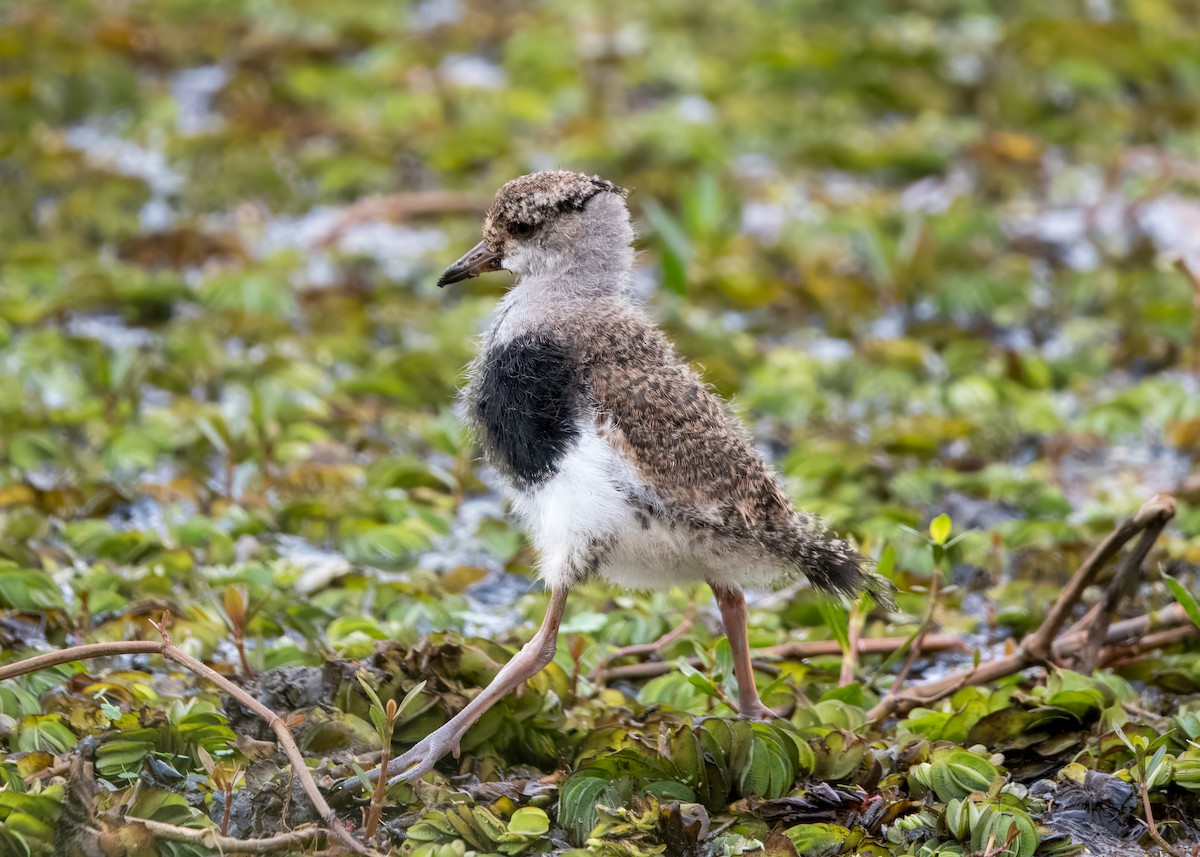 Southern Lapwing - ML643297108