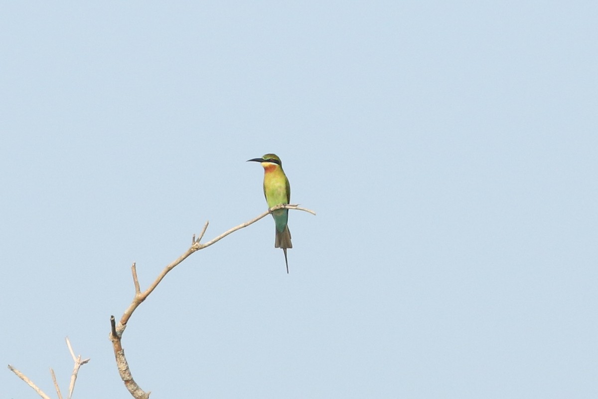Blue-tailed Bee-eater - ML643297110