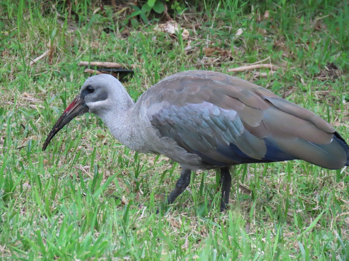 ibis hagedaš - ML643297114