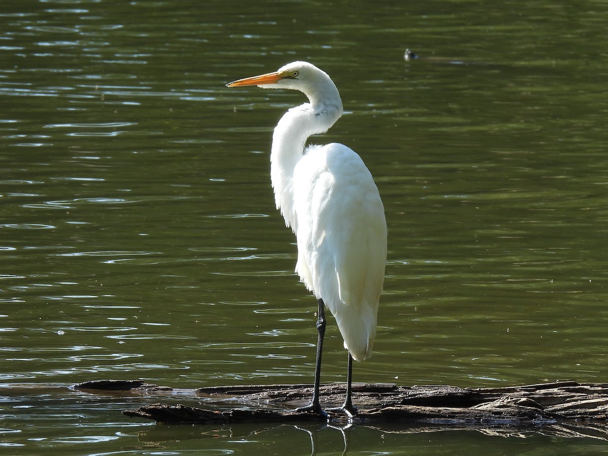 Great Egret - ML643297125