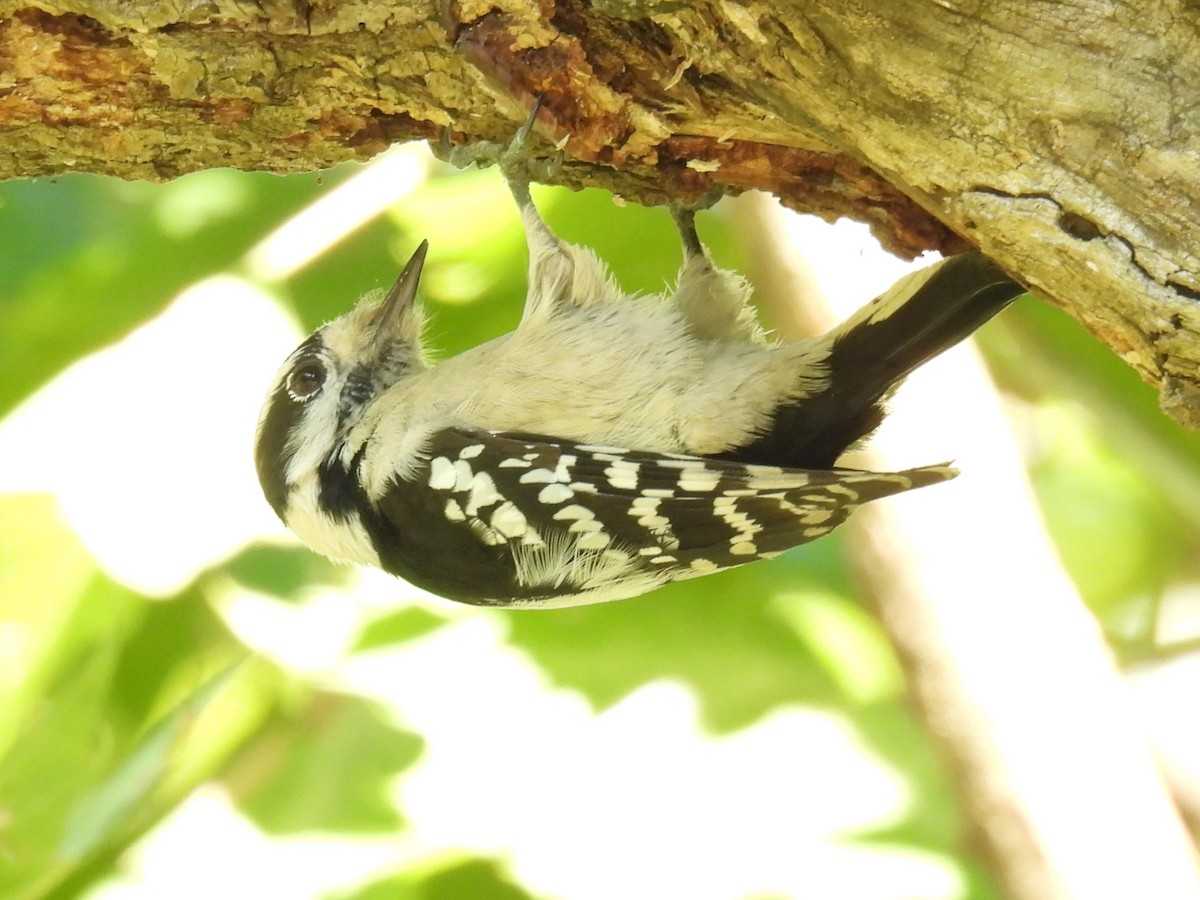Downy Woodpecker - ML643297137