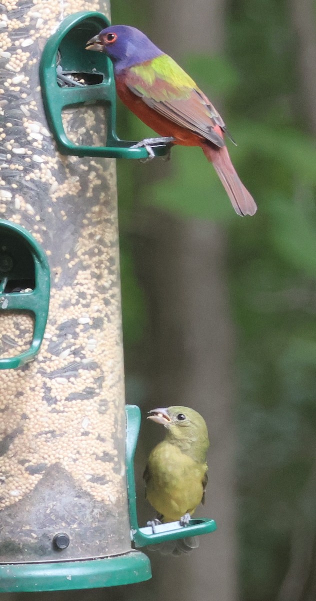Painted Bunting - ML643297145