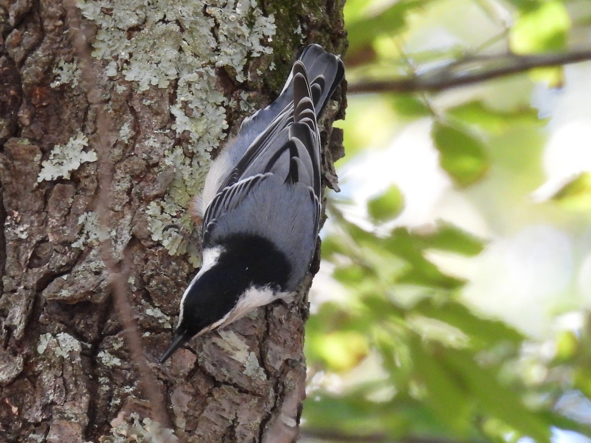 White-breasted Nuthatch - ML643297146