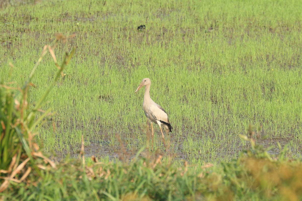 Asian Openbill - ML643297159