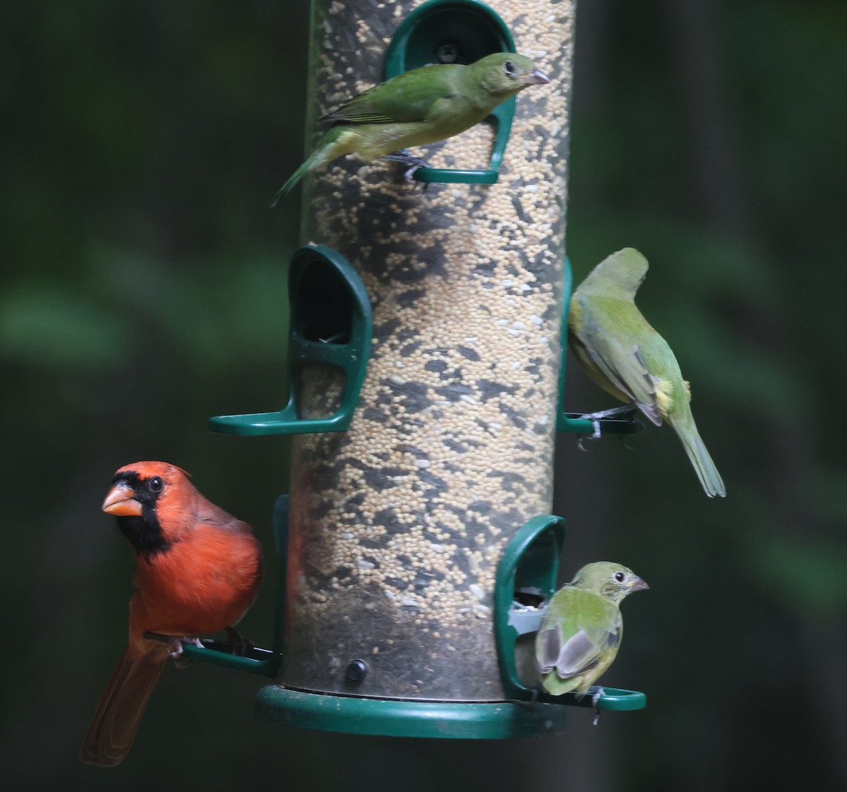 Painted Bunting - ML643297161