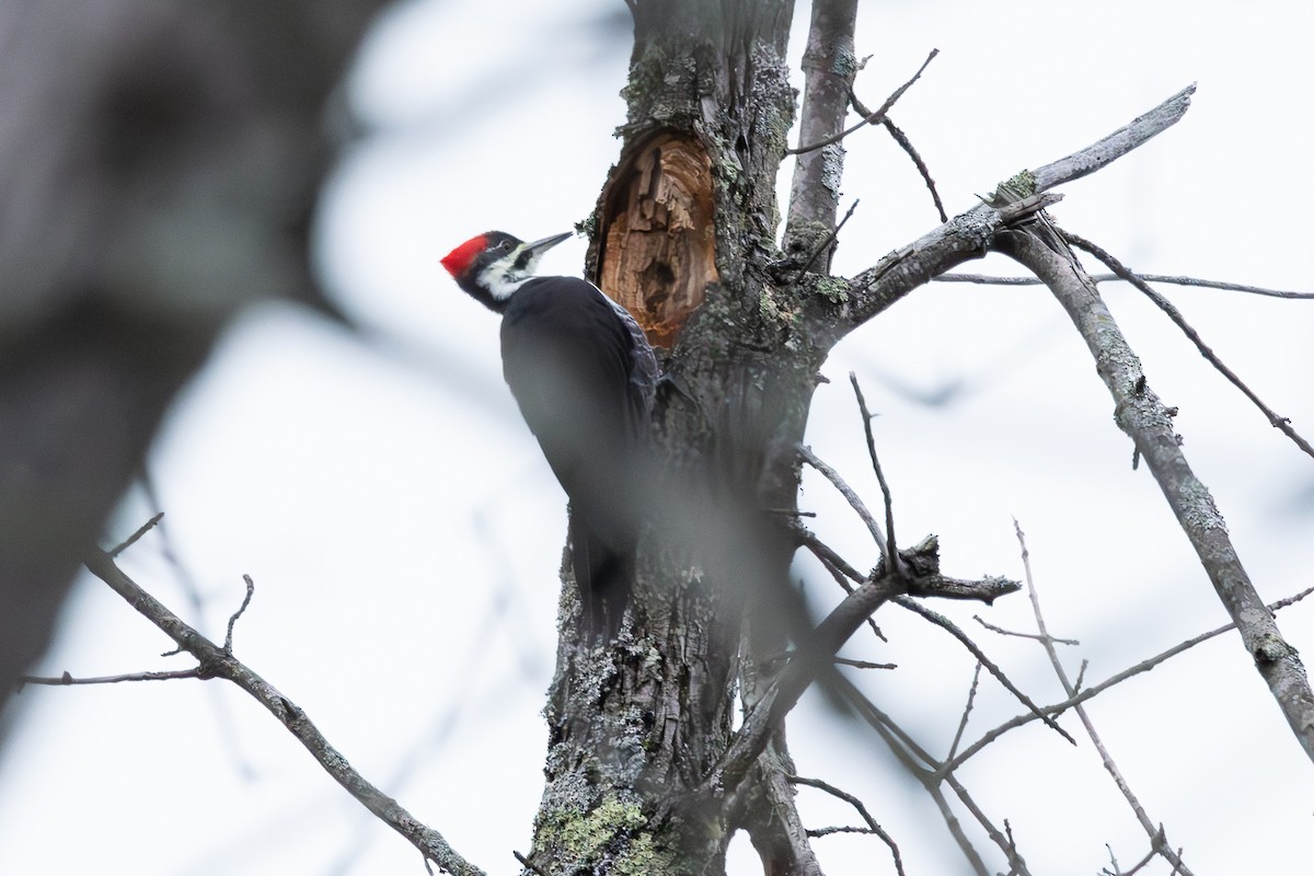 Pileated Woodpecker - ML643297168
