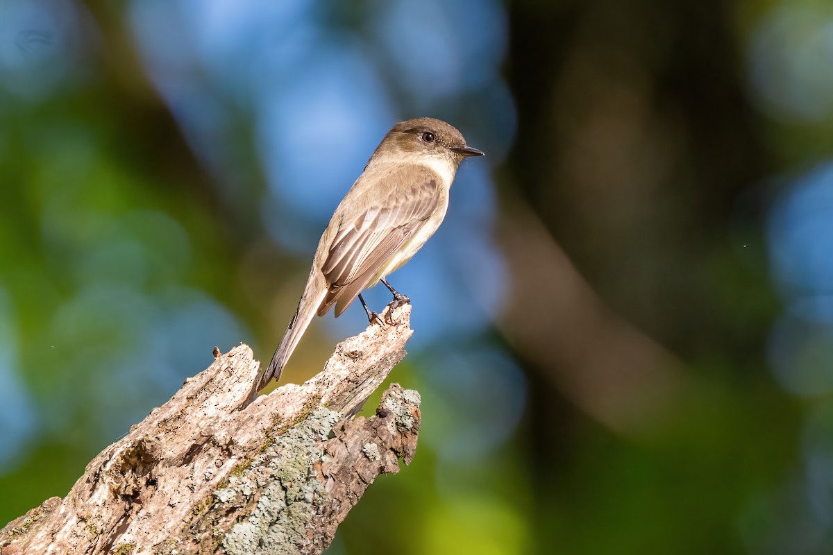 Eastern Phoebe - ML643297174