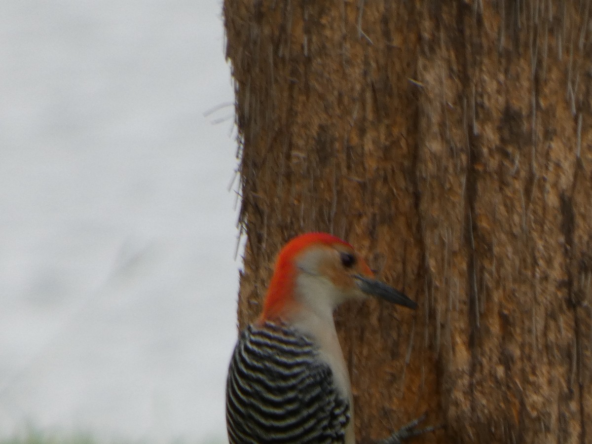 Red-bellied Woodpecker - ML643297197