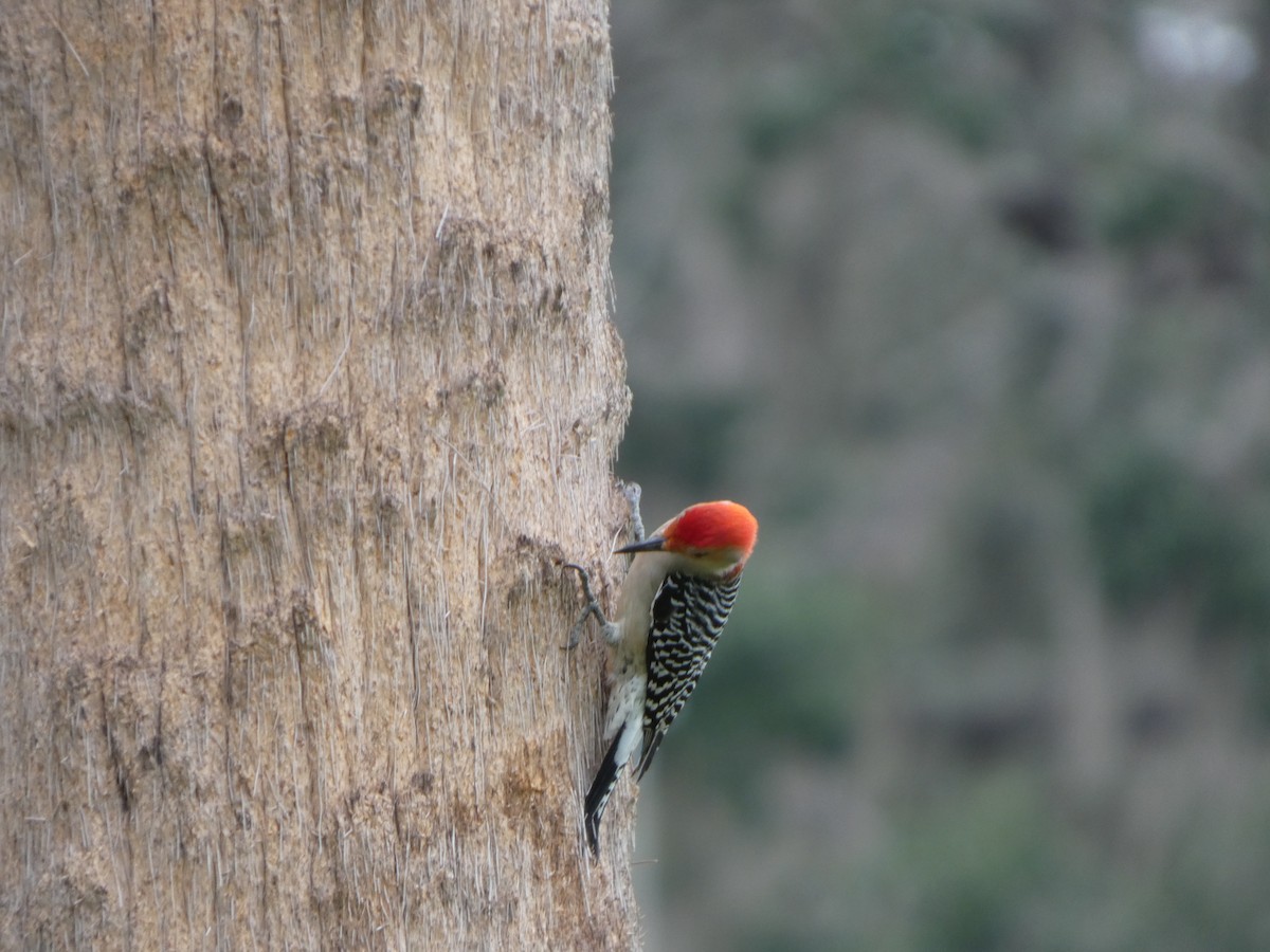 Red-bellied Woodpecker - ML643297198
