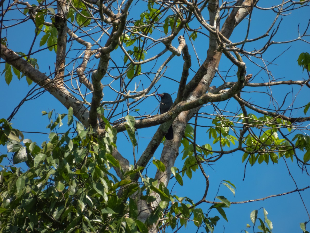 White-fronted Nunbird - ML643297199