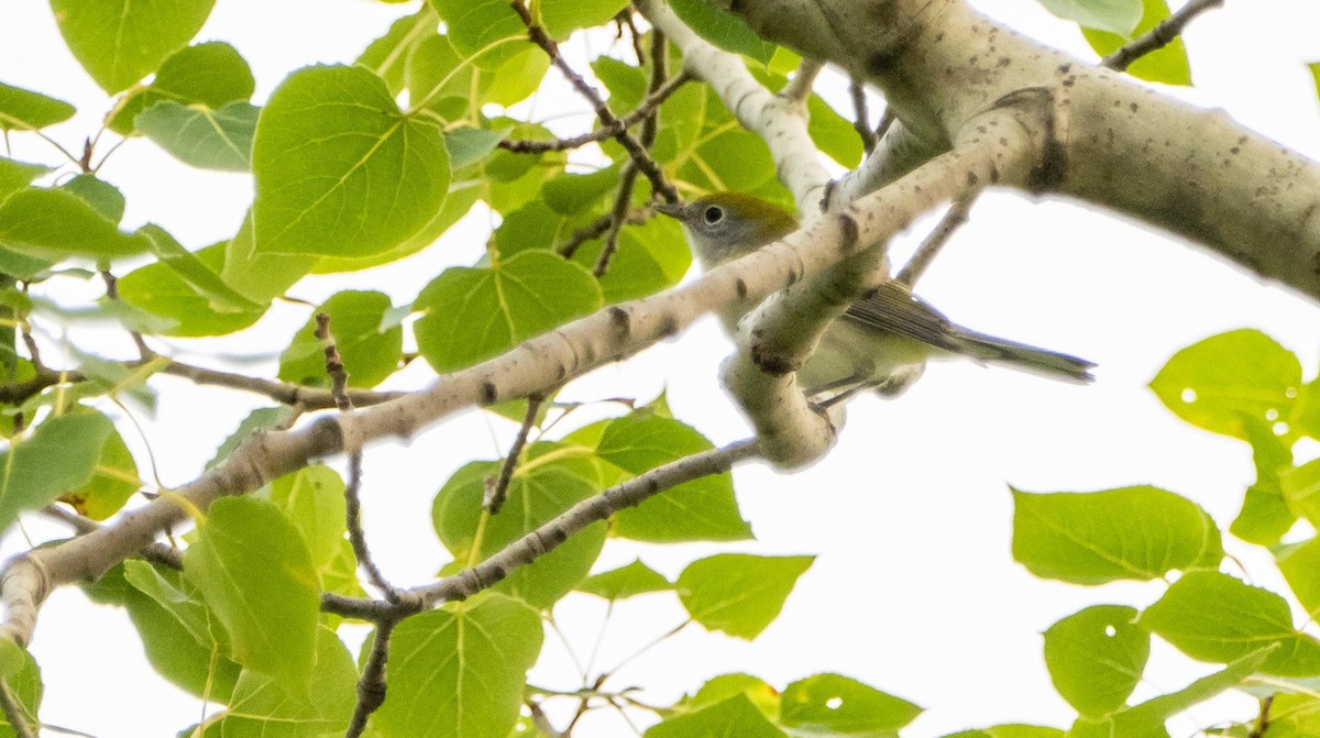 Chestnut-sided Warbler - ML643297201