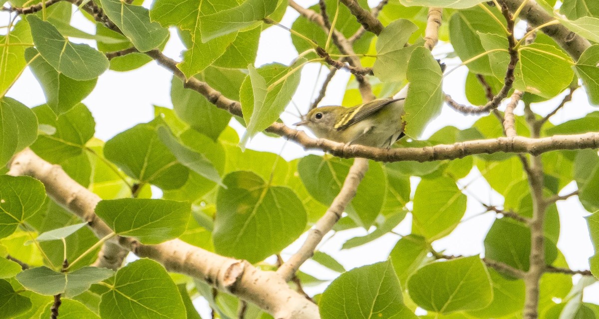 Chestnut-sided Warbler - ML643297202
