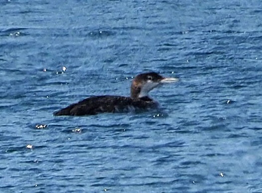 Plongeon huard - ML643297204