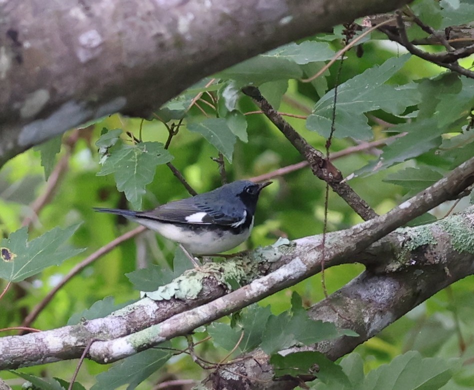 Black-throated Blue Warbler - ML643297210
