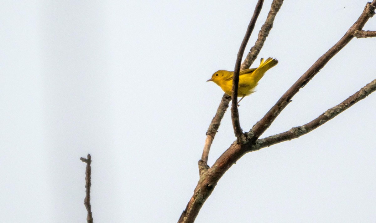 Yellow Warbler - ML643297214