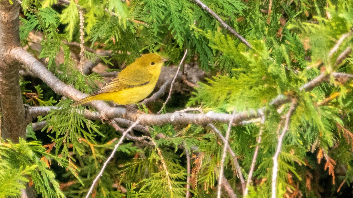 Yellow Warbler - ML643297215