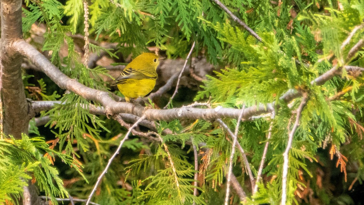 Yellow Warbler - ML643297216