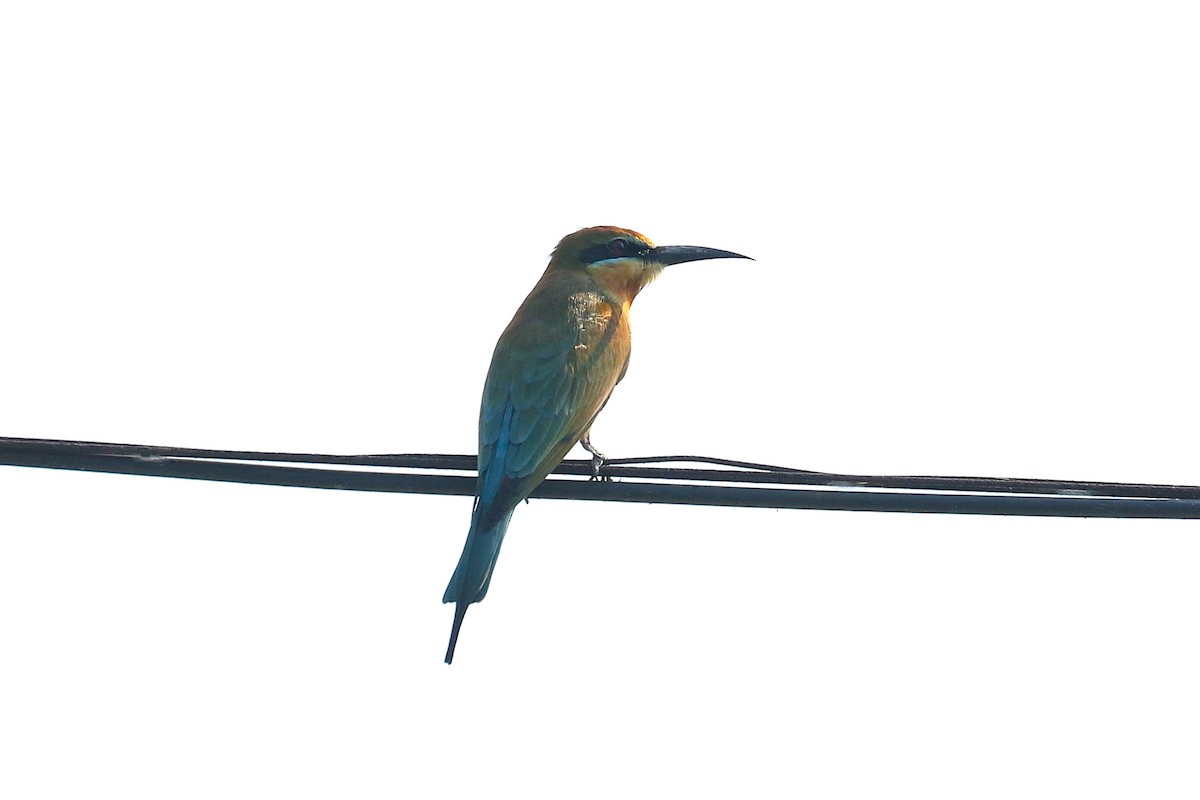 Blue-tailed Bee-eater - ML643297217