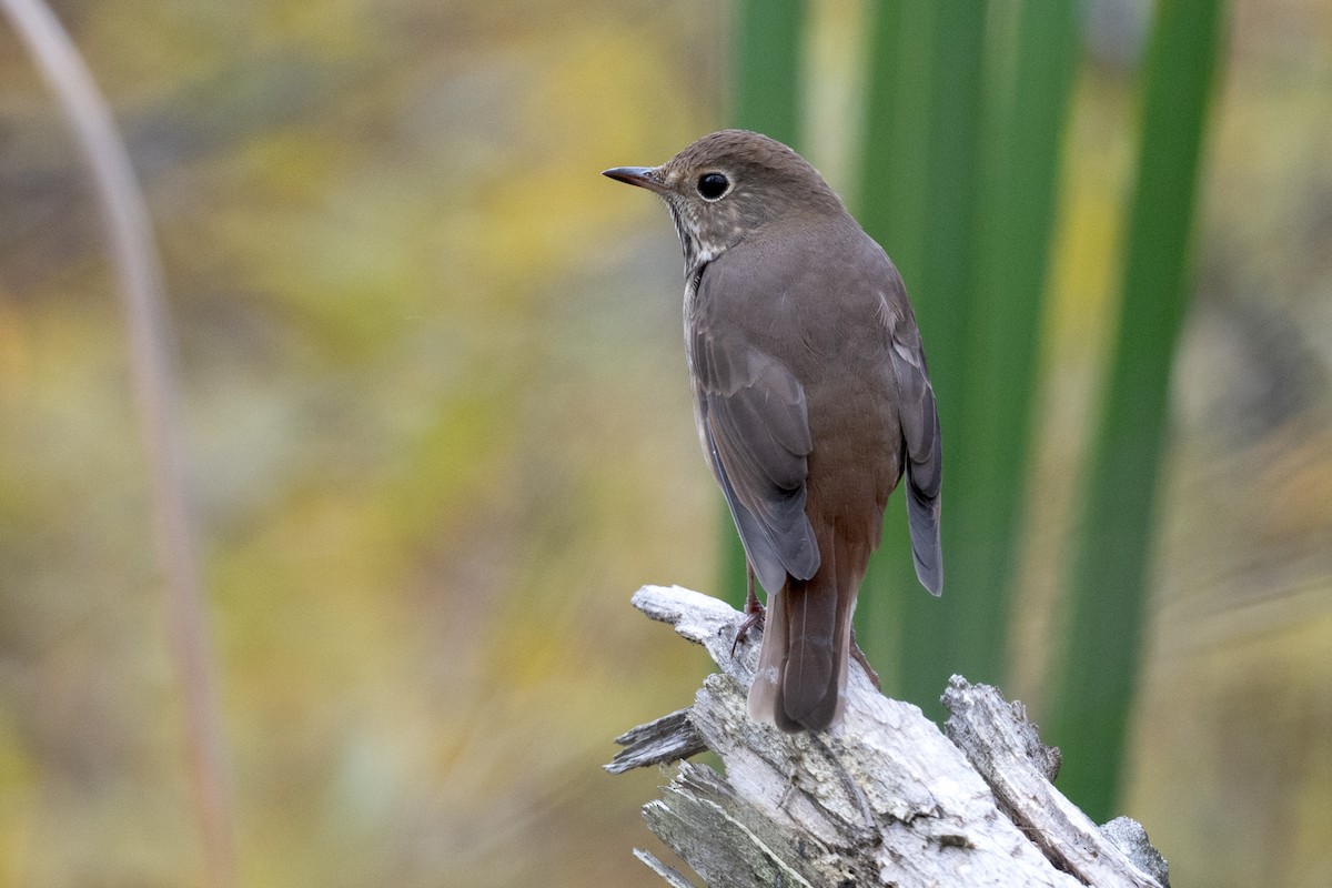 Hermit Thrush - ML643297218