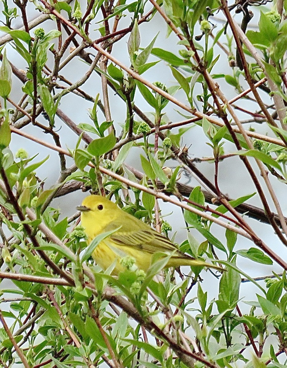 Yellow Warbler (Northern) - ML643297222