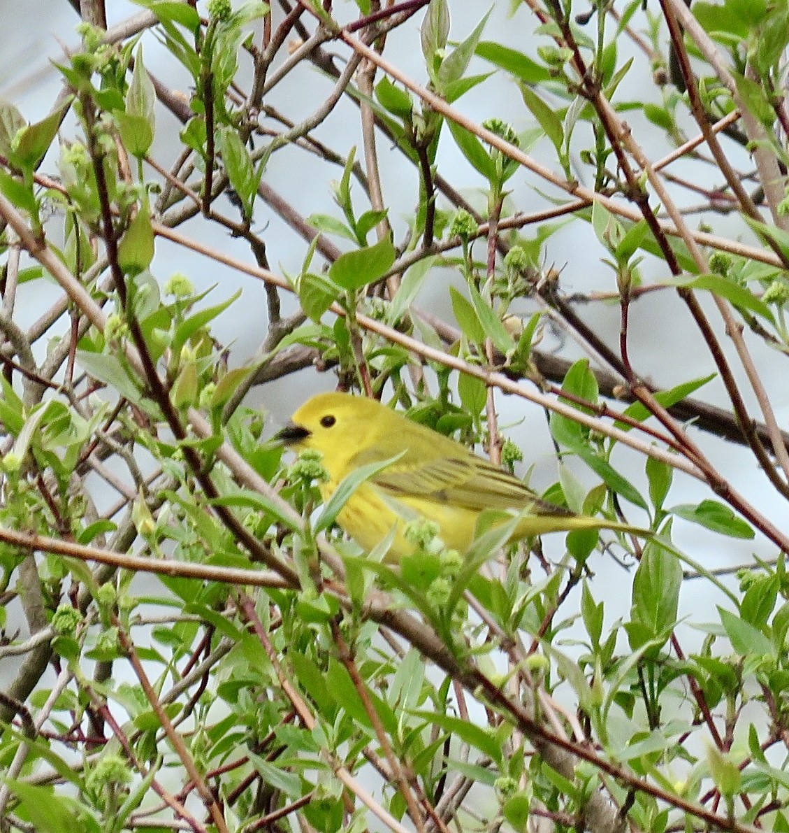 Yellow Warbler (Northern) - ML643297223