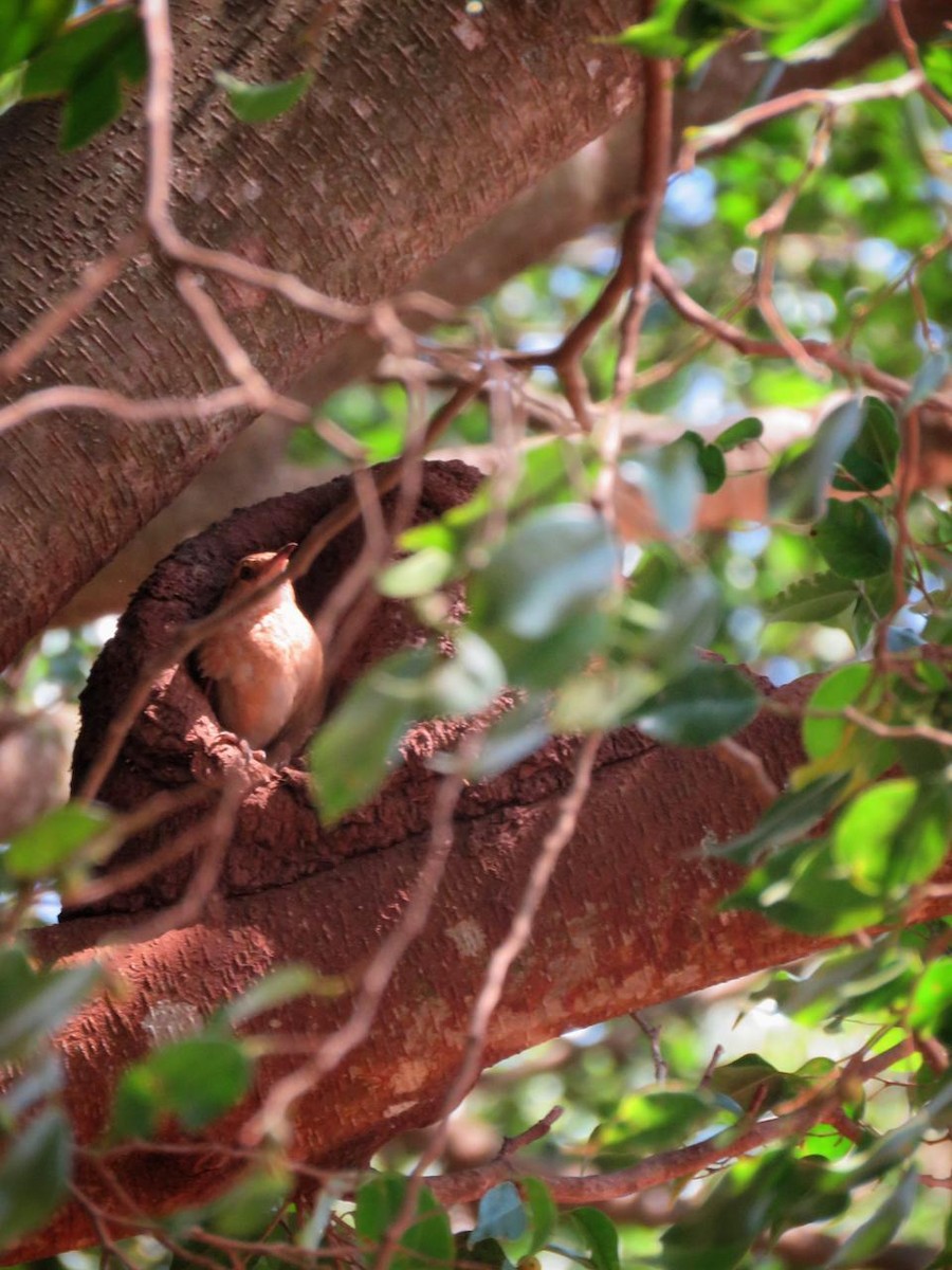 Rufous Hornero - ML643297224