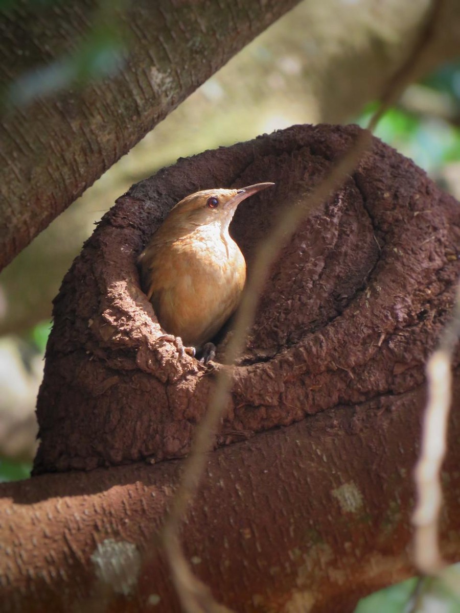 Rufous Hornero - ML643297225