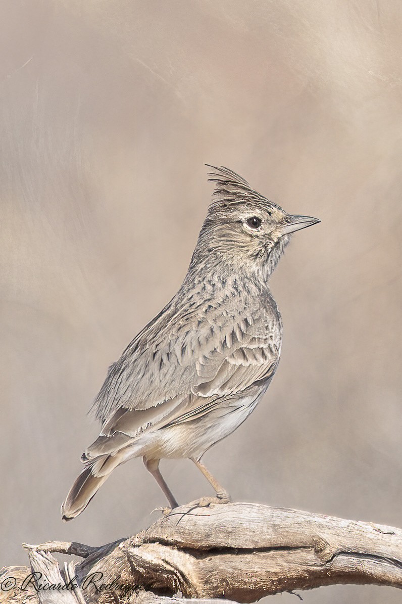 Thekla's Lark - ML643297226