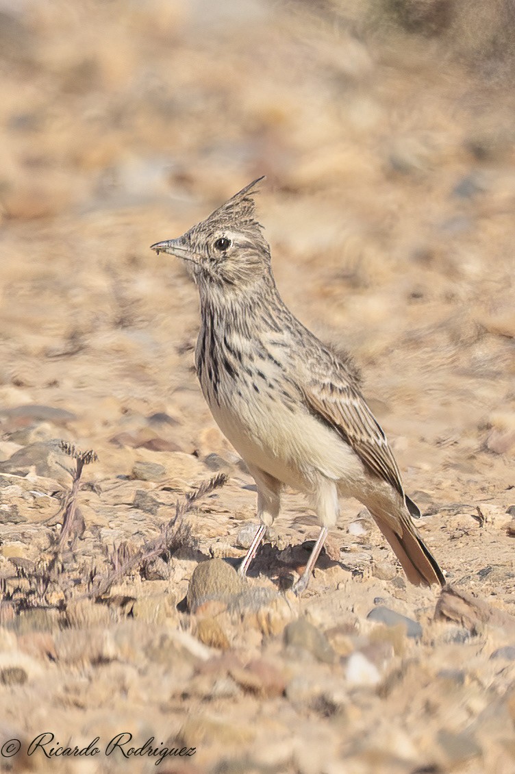 Thekla's Lark - ML643297227