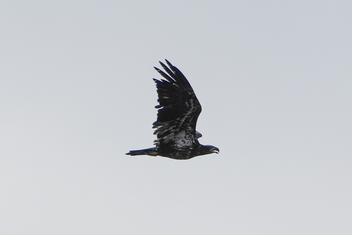 Bald Eagle - ML643297228