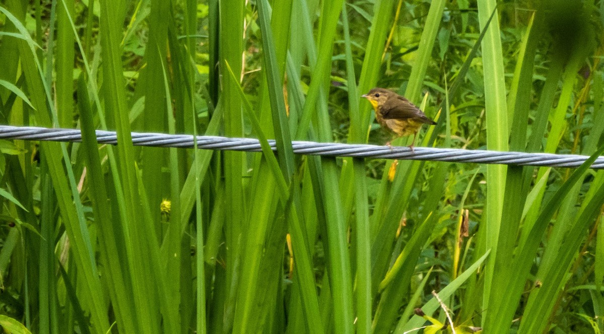 Common Yellowthroat - ML643297229
