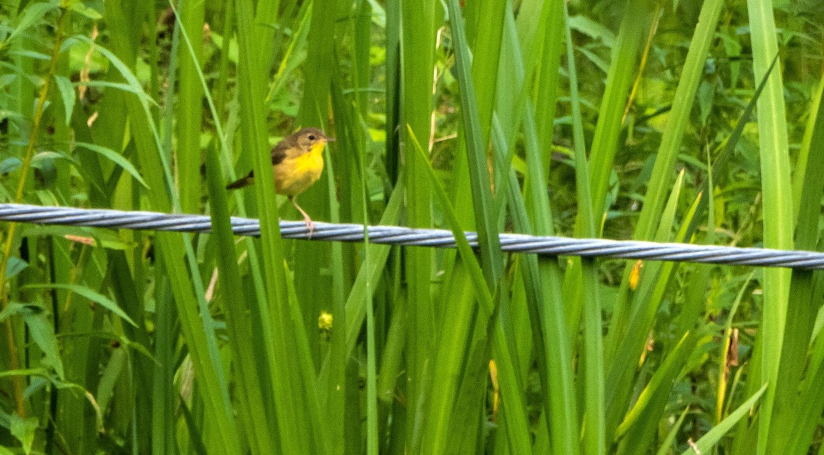 Common Yellowthroat - ML643297230