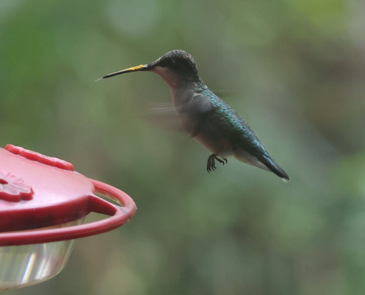 Ruby-throated Hummingbird - ML643297231