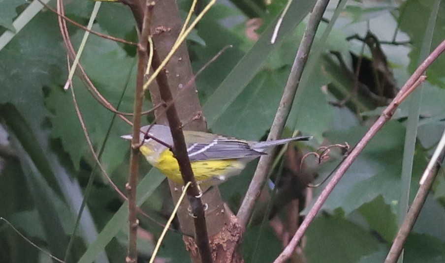 Magnolia Warbler - ML643297233