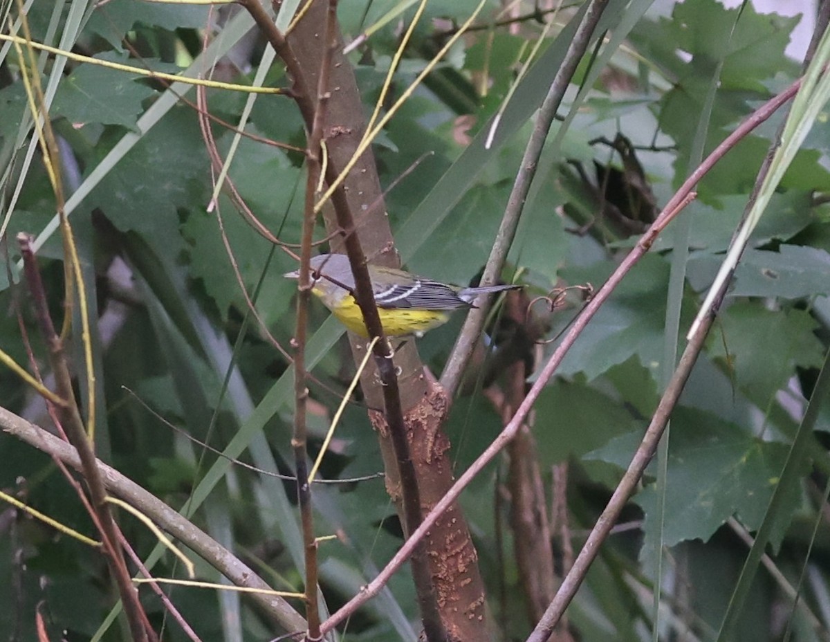 Magnolia Warbler - ML643297234