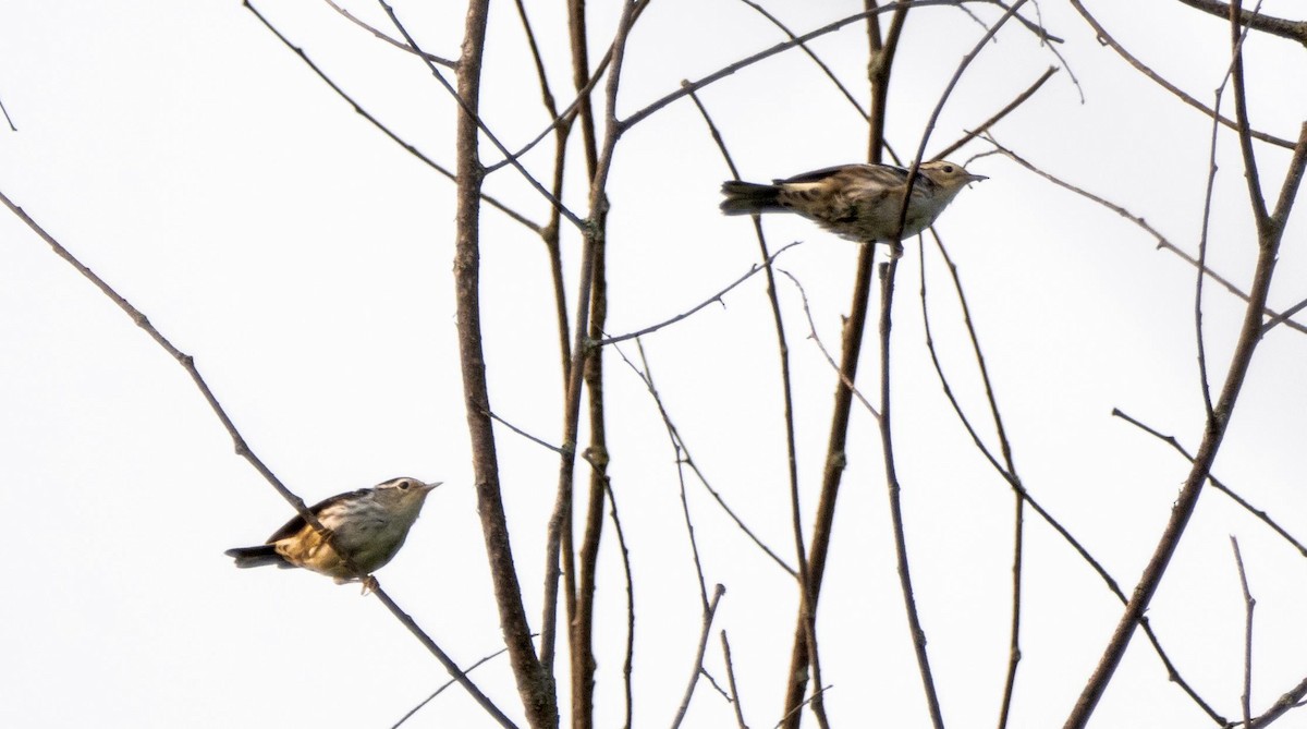 Black-and-white Warbler - ML643297235