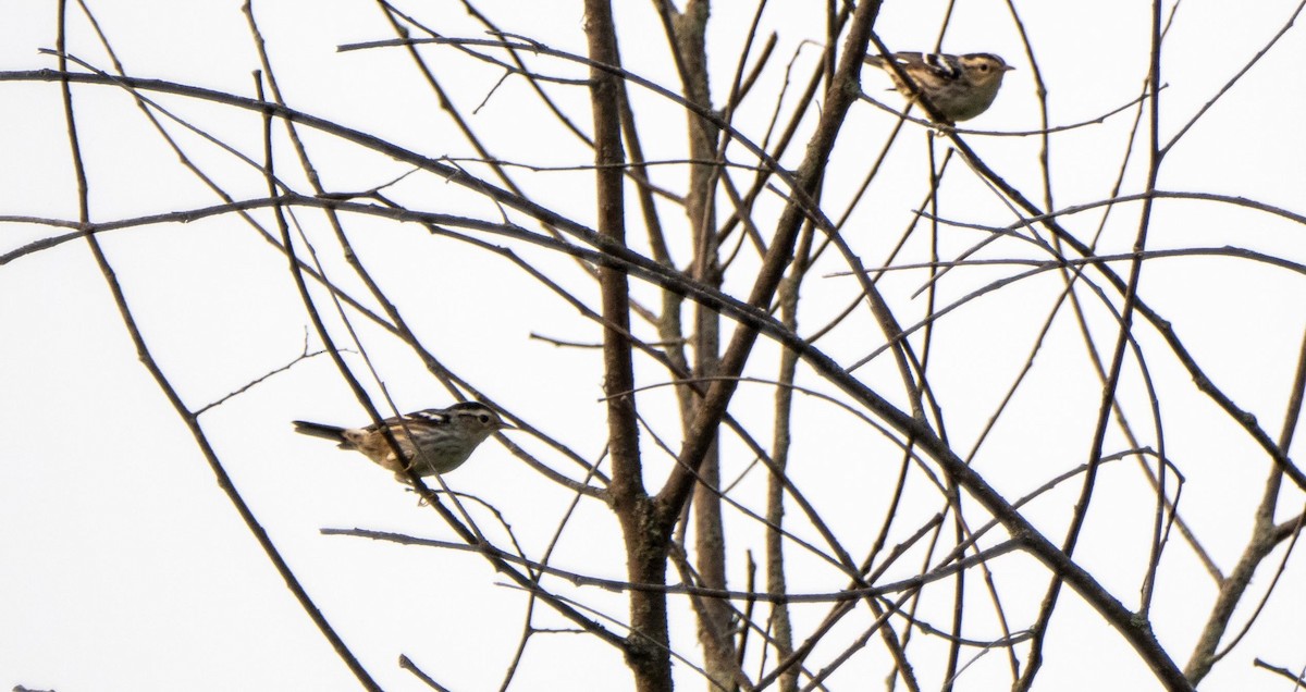 Black-and-white Warbler - ML643297237