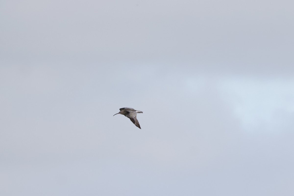 Eurasian Curlew - ML643297243