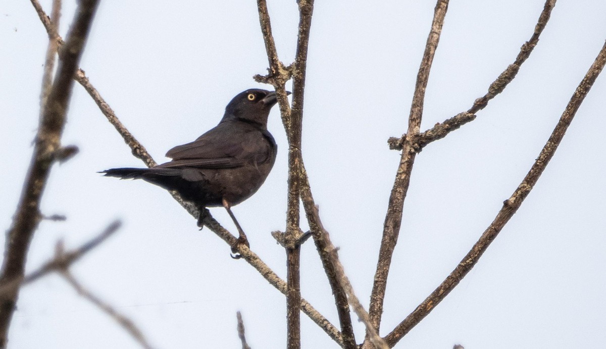Common Grackle - ML643297245