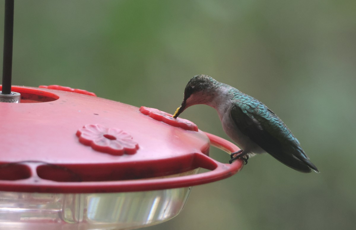 Ruby-throated Hummingbird - ML643297248