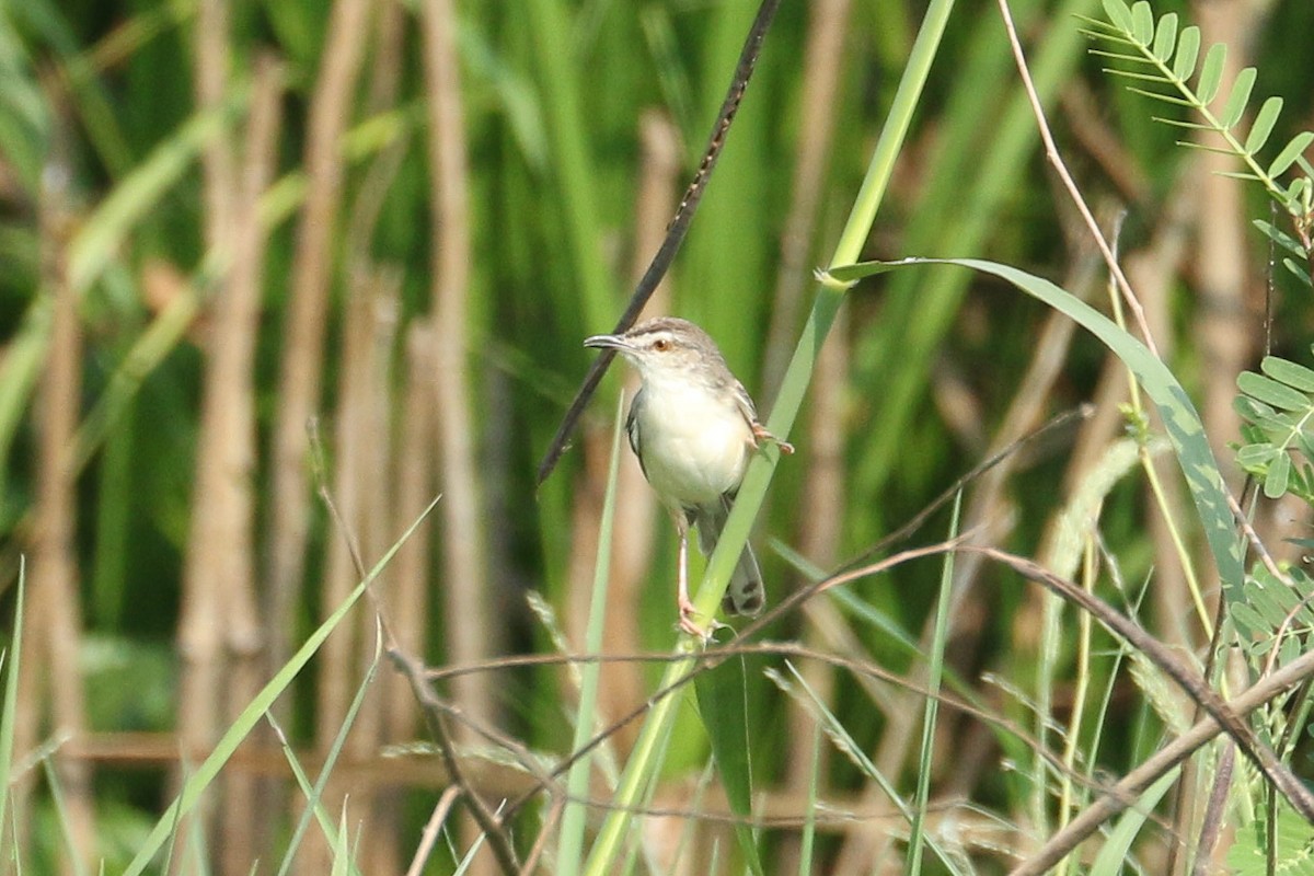 Plain Prinia - ML643297252