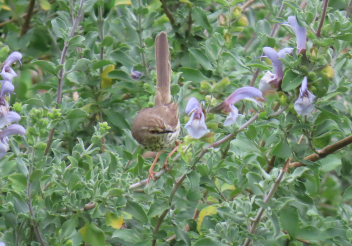 Karoo Prinia - ML643297254