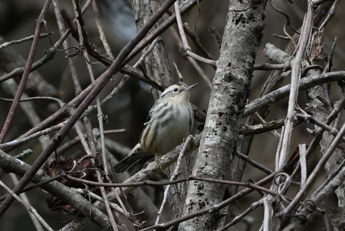Black-and-white Warbler - ML643297259