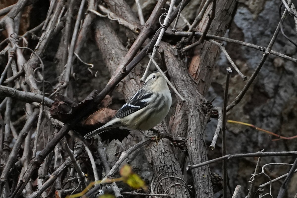 Black-and-white Warbler - ML643297260