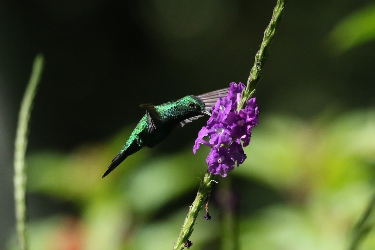 Garden Emerald - ML643297261