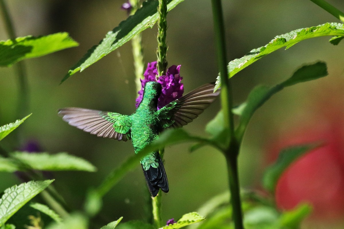 Garden Emerald - ML643297262