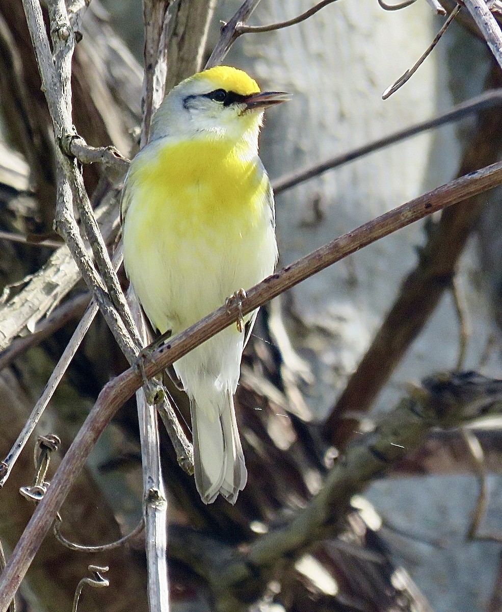 Golden-winged x Blue-winged Warbler (hybrid) - ML643297263