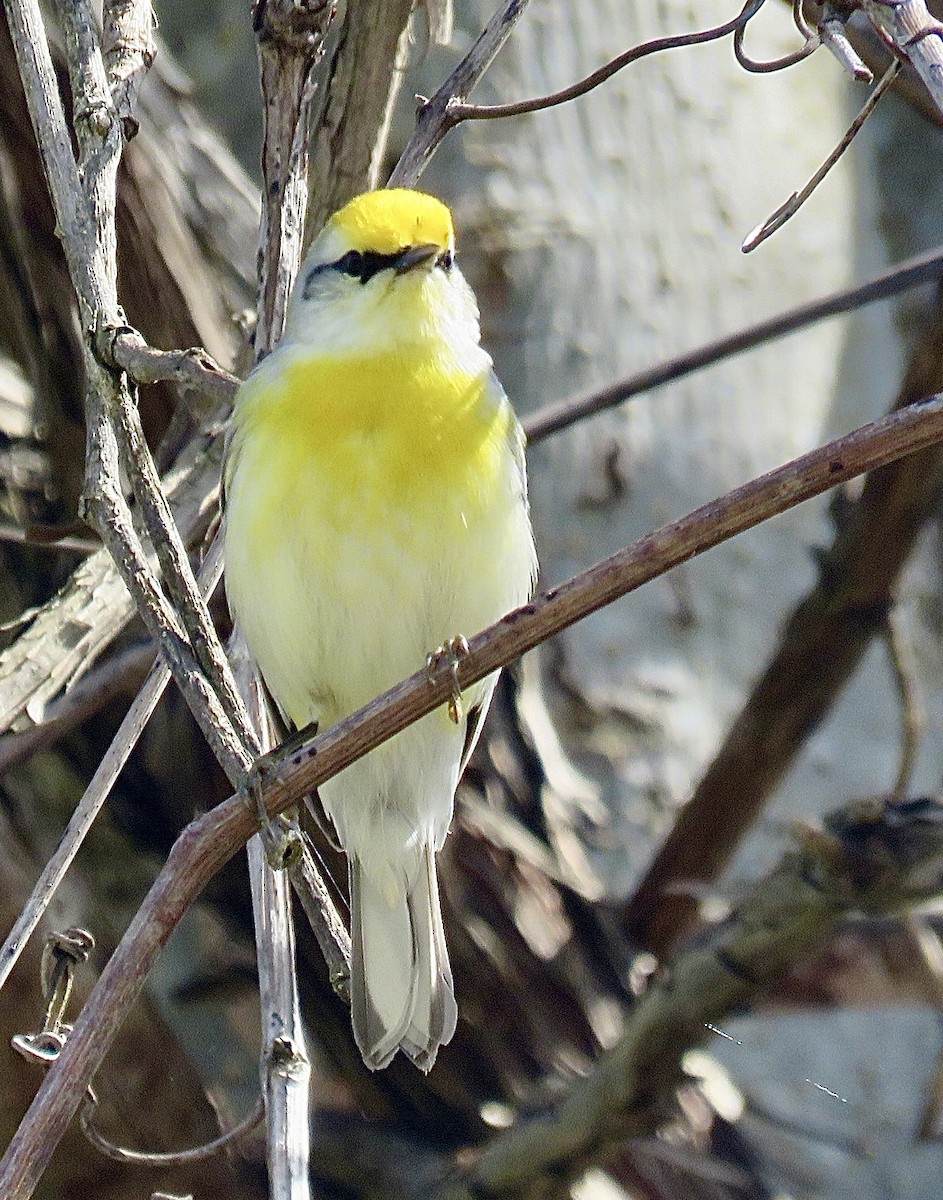 Golden-winged x Blue-winged Warbler (hybrid) - ML643297264